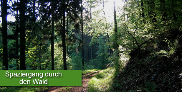 Den Wald mit anderen Augen sehen